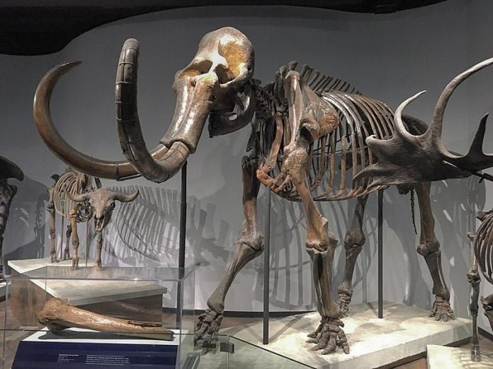 Mamuto fosilija skeletas