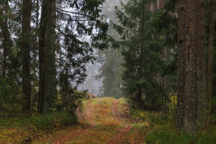 kelias miške
