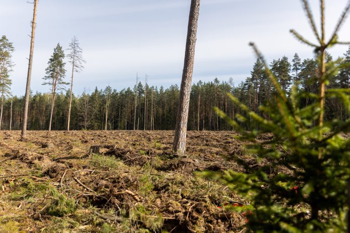 Smiltynėje padaryta 11,3 tūkst. eurų žalą gamtai